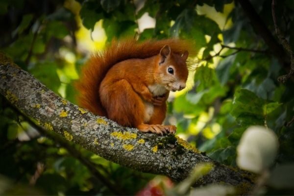 Red Squirrels Northumberland National Park