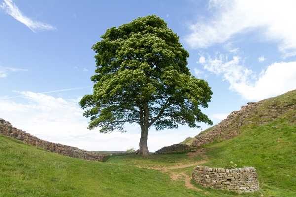 Sycamore Gap Hadrian's Wall