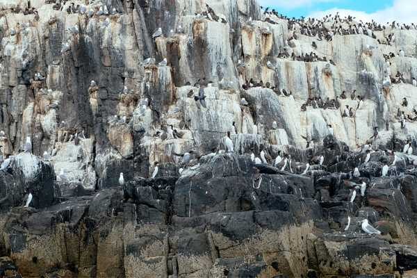 The Farne Islands Northumberland